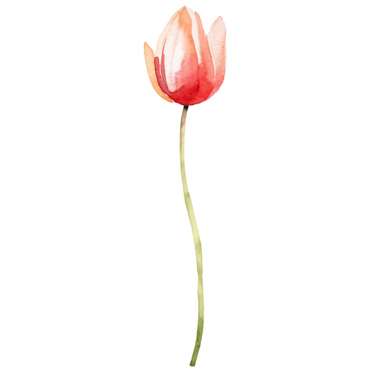 Elemento di design disegnato a mano del fiore del tulipano dipinto ad acquerello vettoriale isolato su sfondo bianco