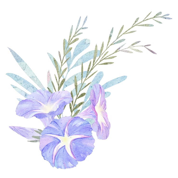Vettore elemento di disegno dell'illustrazione dei fiori della gloria di mattina dell'acquerello viola