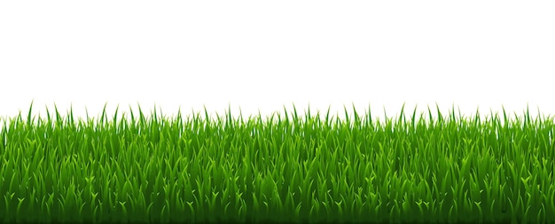 Erba Verde Isolato Sfondo Bianco