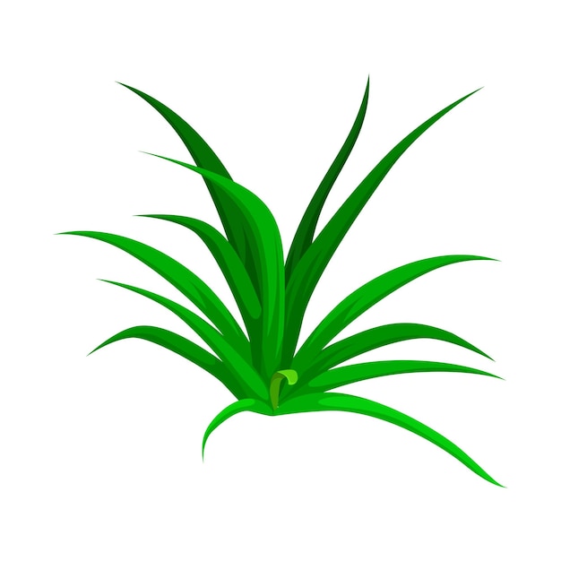erba verde