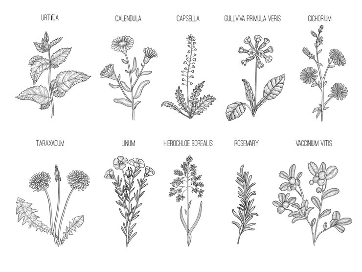Erbe medicinali. Illustrazioni disegnate a mano delle foglie sane dei fiori della raccolta floreale di erbe