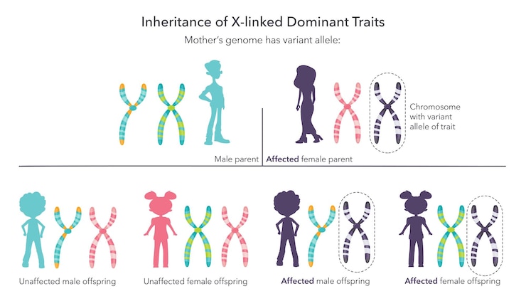 Vettore ereditarietà dei tratti genetici collegati a x illustrazione vettoriale infografica scientifica