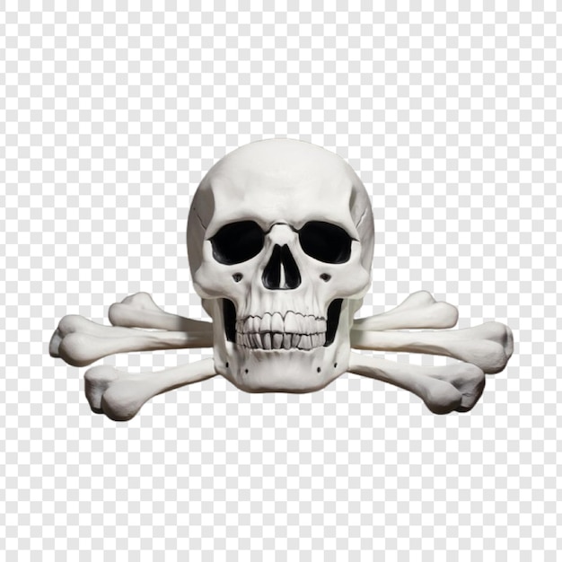 esempio di un cranio con uno sfondo semplice