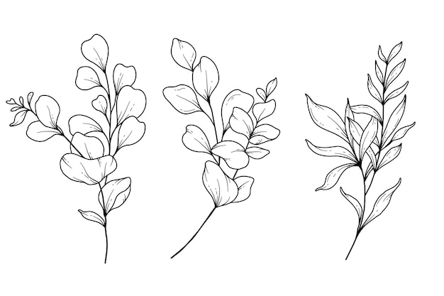 Eucalipto verde linea arte linea sottile foglie illustrazione disegnata a mano pagina da colorare botanica