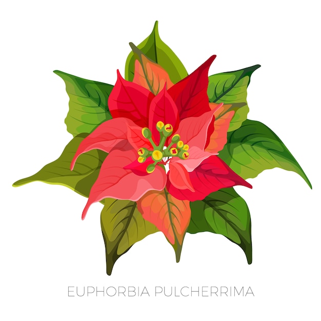 Euphorbia pulcherrima con foglie rosse e verdi.