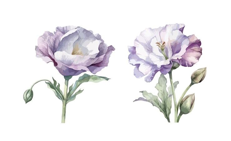 Vettore eustoma fiore clipart isolato illustrazione vettoriale