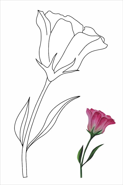 Eustoma fiore lisianthus in stile doodle illustrazione vettoriale per libro da colorare colorare pagesai