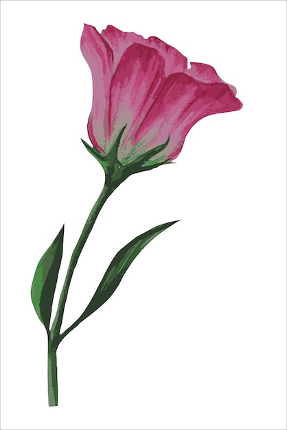 Eustoma fiore lisianthus vector illustrationai