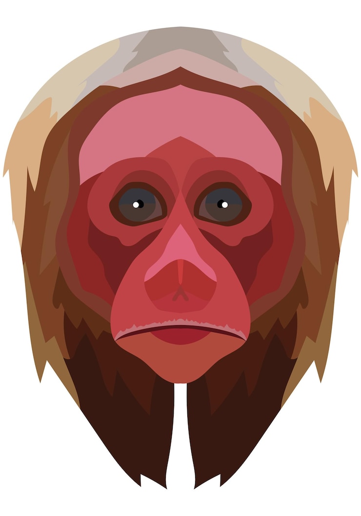 Vettore faccia uakari il muso di una scimmia cacajao è raffigurato ritratto luminoso su sfondo bianco grafica predittiva logo animale