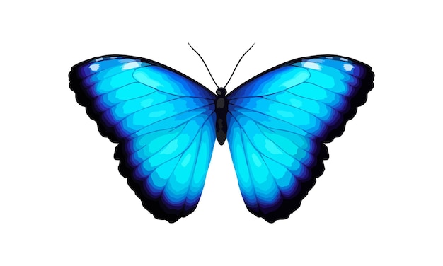 Farfalla vettore tropicale blu Giant Morpho didius Illustrazione dettagliata vibrante realistica Isolato su bianco Morpho Menelaus Terrestris Farfalla sudamericana