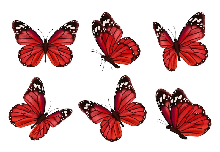 Vettore farfalle. raccolta di vettore di falena bella insetti colorati realistici di farfalle. insieme dell'illustrazione del nero rosso della farfalla di volo