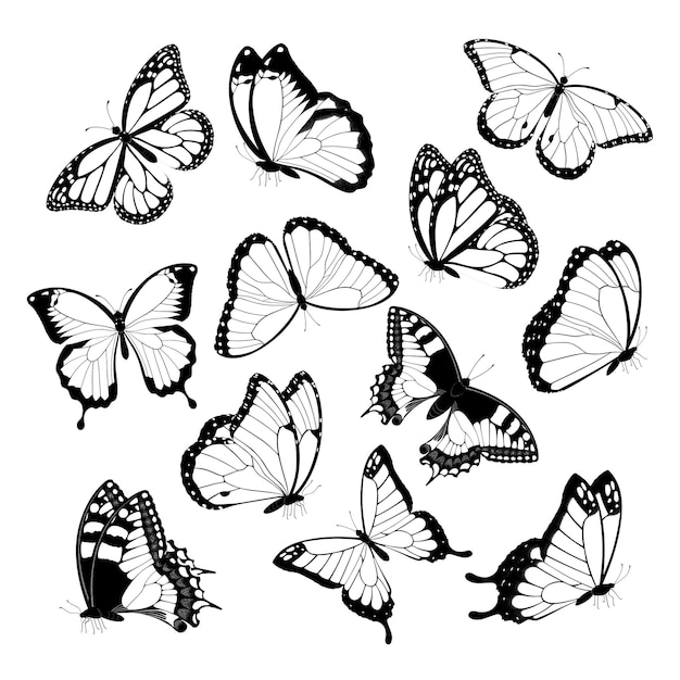 Farfalle volanti in bianco e nero. Isolato su sfondo bianco. Illustrazione vettoriale.
