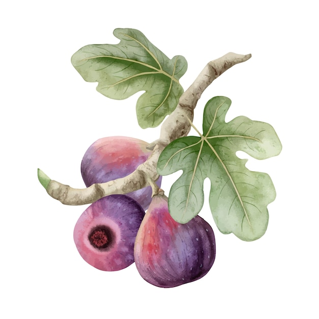 Figi che crescono sul ramo di un albero con foglie verdi illustrazione ad acquerello Frutti viola maturi