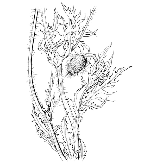 Fiore botanico floreale. Illustrazione isolata