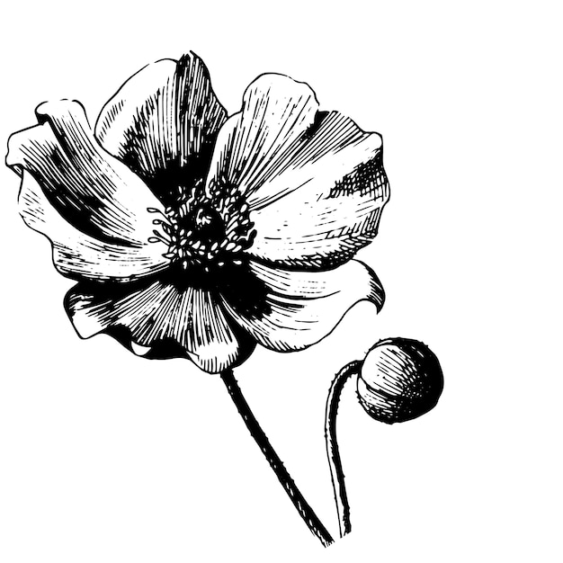 Fiore botanico floreale. Illustrazione isolata