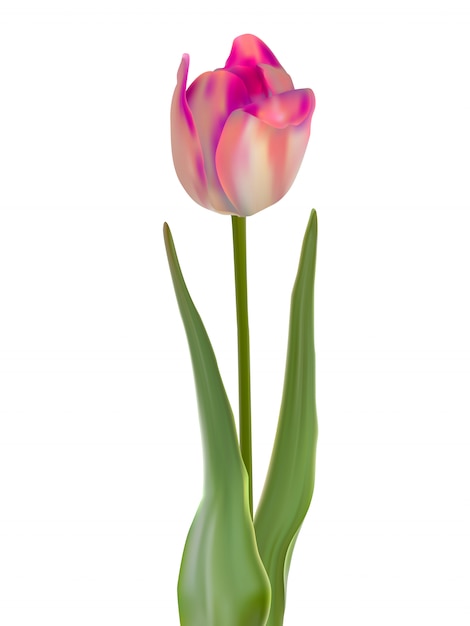 Fiore del tulipano isolato su bianco