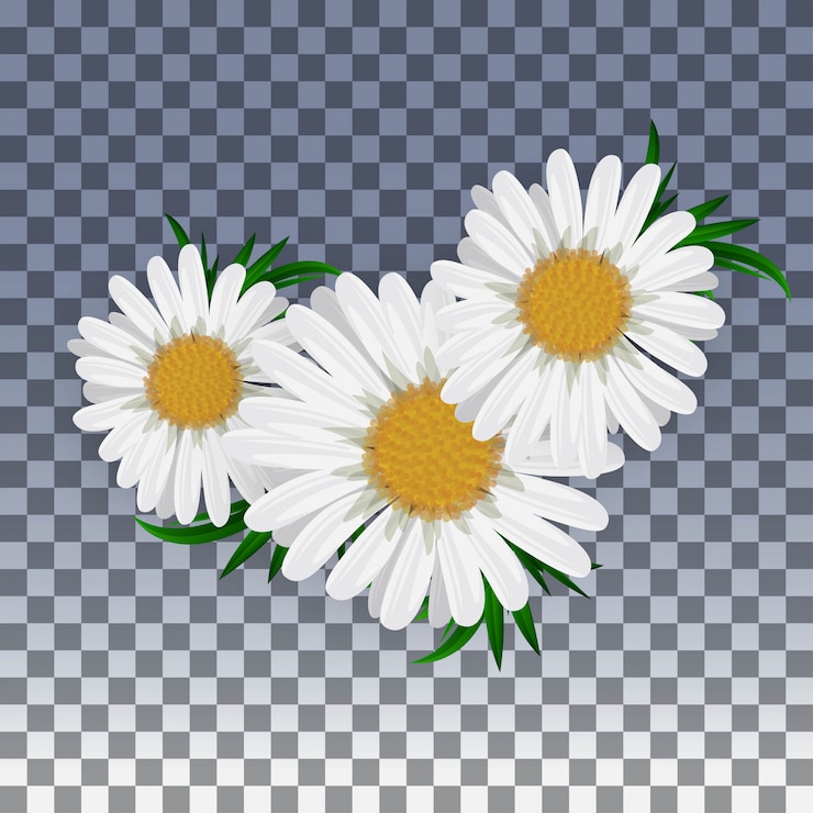 Fiore di camomilla isolato su trasparente. illustrazione