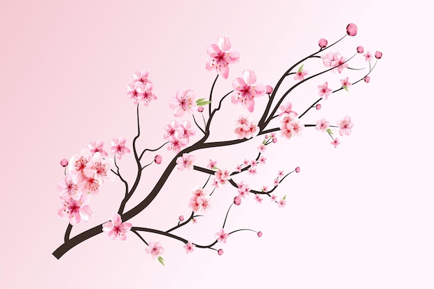 Fiore di ciliegio con acquerello in fiore Sakura. Ramo di fiori di sakura acquerello realistico. Vettore giapponese del fiore di ciliegio. Ramo di fiori di ciliegio con fiore di Sakura. Ramo di fiori di ciliegio.