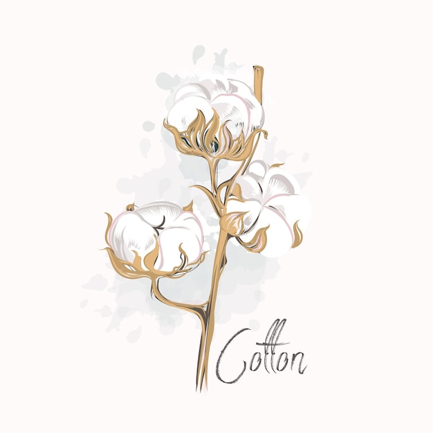 Fiore di cotone disegnato a mano bellissimo vettore in stile acquerello