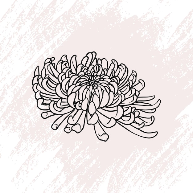 Fiore di crisantemo disegnato a mano in stile arte linea a