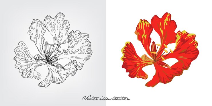 fiore di krisnochura, Royal Poinciana