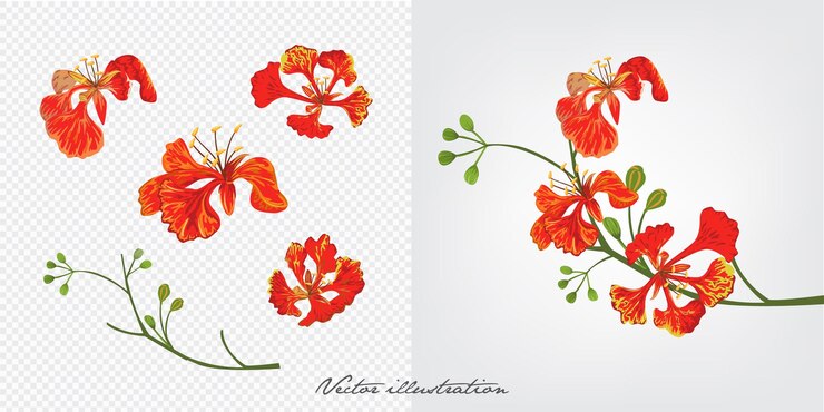 fiore di krisnochura, Royal Poinciana