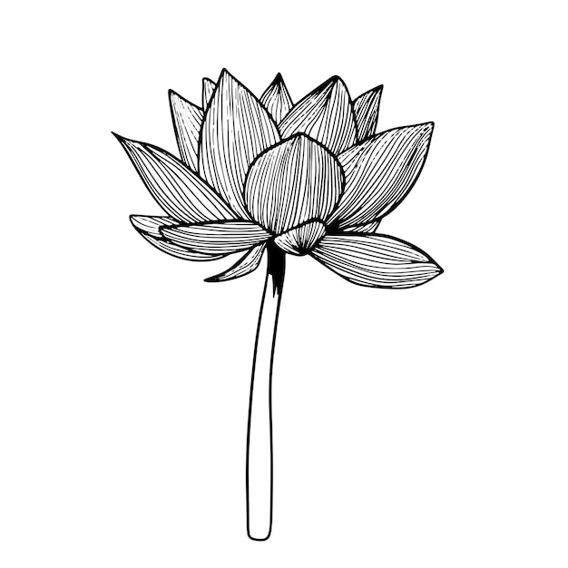 Fiore di loto schizzo disegnato a mano doodle nero illustrazione isolato su sfondo bianco