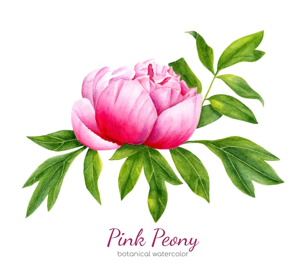 Fiore di peonia rosa acquerello con foglie dipinte a mano illustrazione botanica