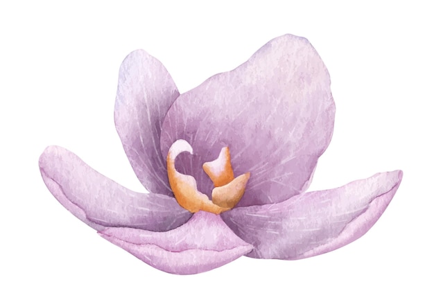 Fiore di phalaenopsis dell'orchidea viola dell'acquerello Illustrazione disegnata a mano della pianta tropicale esotica rosa