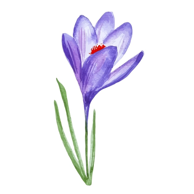 Fiore di primavera viola crocus clipart acquerello disegnato a mano isolato