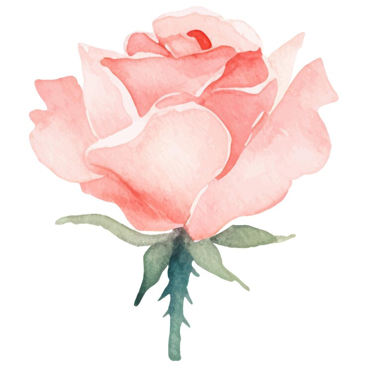 Fiore di rosa dipinto ad acquerello vettoriale Elemento di design disegnato a mano isolato su sfondo bianco