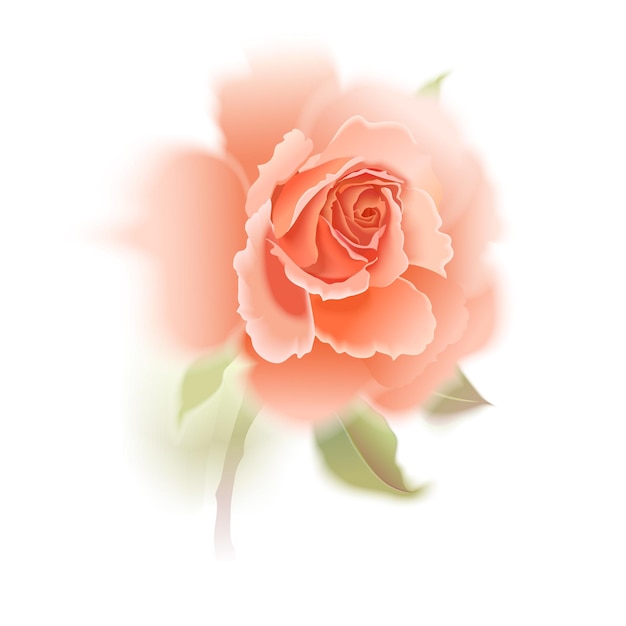 Fiore di rosa su sfondo bianco