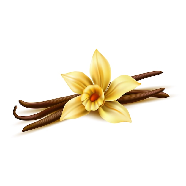 Fiore di vaniglia realistico con bastoncini secchi