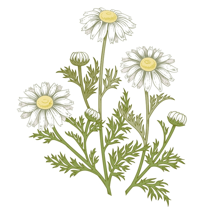 Vettore fiore margherita medica.