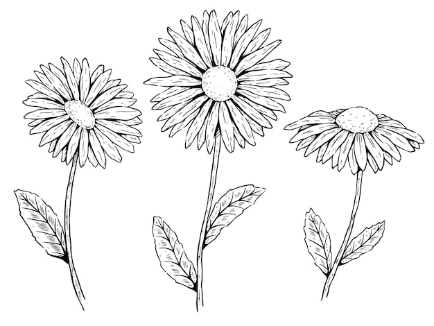 Fiore medicinale di camomilla disegnato a mano Illustrazione vettoriale Erba medicinale medicinale