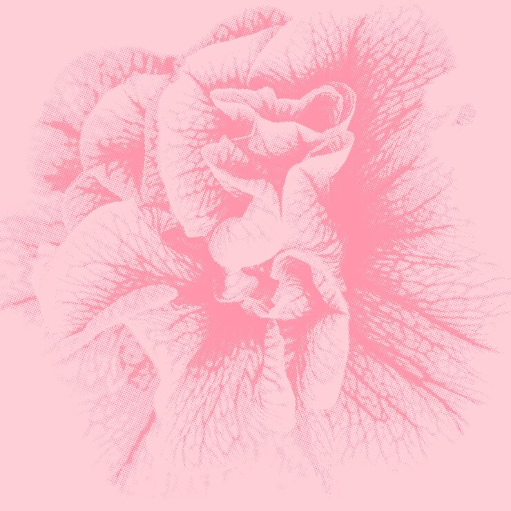 Vettore fiore rosa astratto con sfondo a effetto semitone