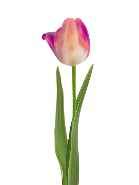 Fiore rosa del tulipano isolato su bianco