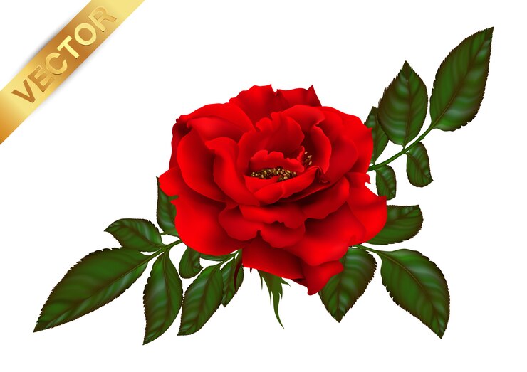 Fiore rosa della pianta fiorita.