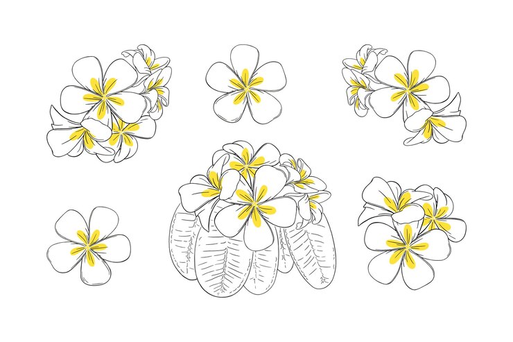 Vettore fiore tropicale di frangipani o plumeria per ghirlande. frangipani inciso con petali gialli incastonati