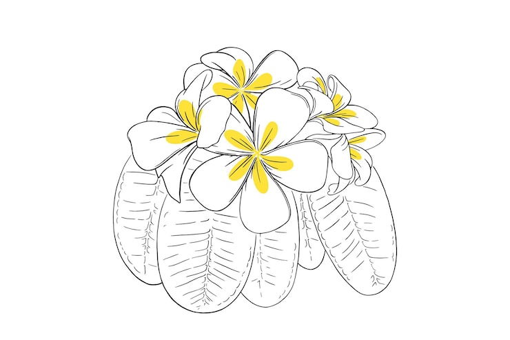 Vettore fiore tropicale frangipani con foglie plumeria disegnata a mano isolata su sfondo bianco
