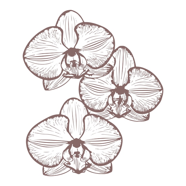fiore vettoriale dell'orchidea