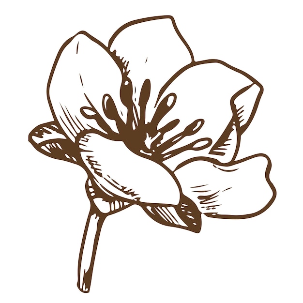 Fiore vettoriale disegnato a mano Illustrazione botanica dettagliata di un fiore di fragola utilizzando la tecnica di incisione su uno sfondo bianco Ingrediente per tè a base di erbe Illustrazione per la progettazione di prodotti eco
