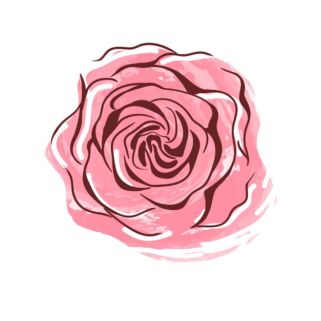 Fiori botanici floreali di rose vettoriali Pinc color ink art Elemento di illustrazione di rose isolate