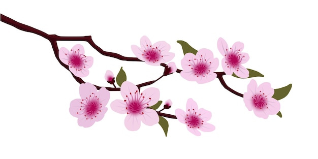 Fiori di ciliegio giapponesi, sakura, illustrazione vettoriale