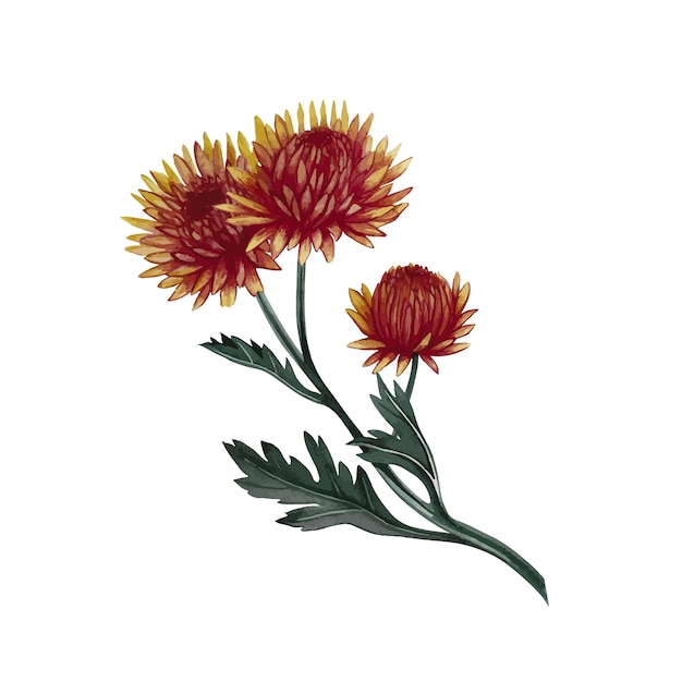 Fiori di crisantemo Vettore acquerello illustrazione a colori immagine di fiori d'autunno