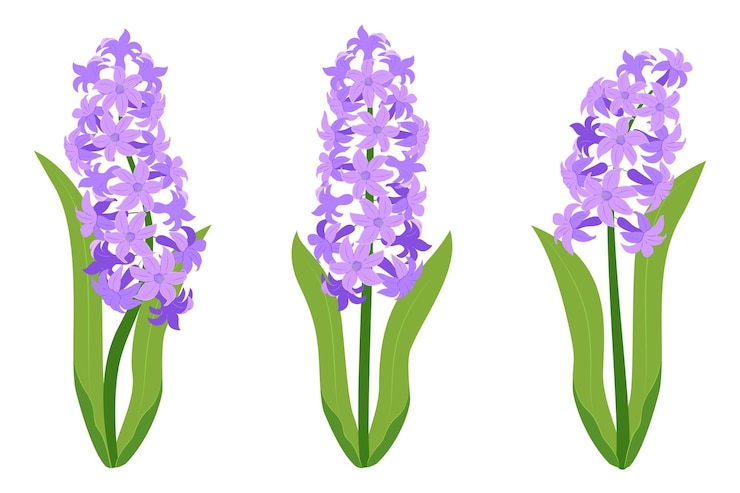Vettore fiori di giacinto fioriti fioriti viola isolati su uno sfondo bianco