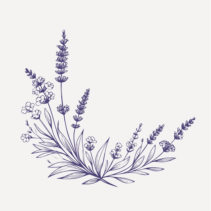 Vettore fiori di lavanda illustrazione vettoriale disegnata a mano isolata su sfondo bianco.