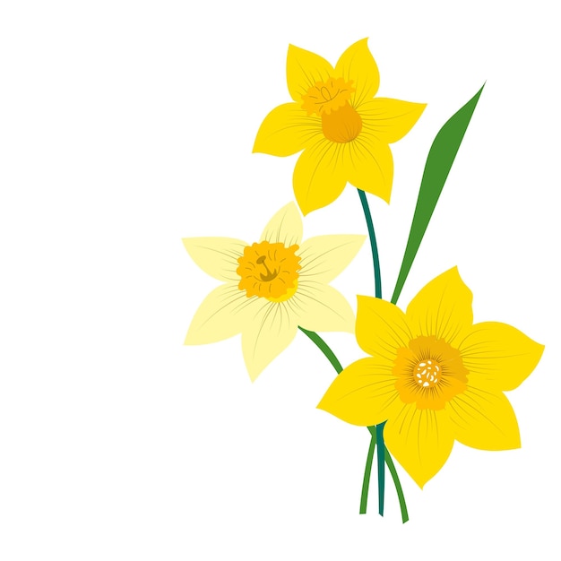 Fiori Di Narciso