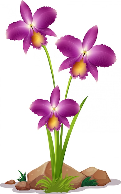 Fiori di orchidea viola