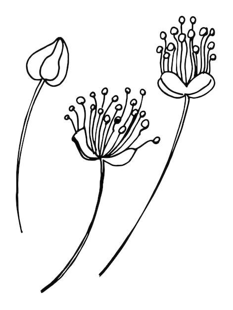 Fiori di tiglio schizzo tilia linea arte disegnare a mano illustrazione in bianco e nero